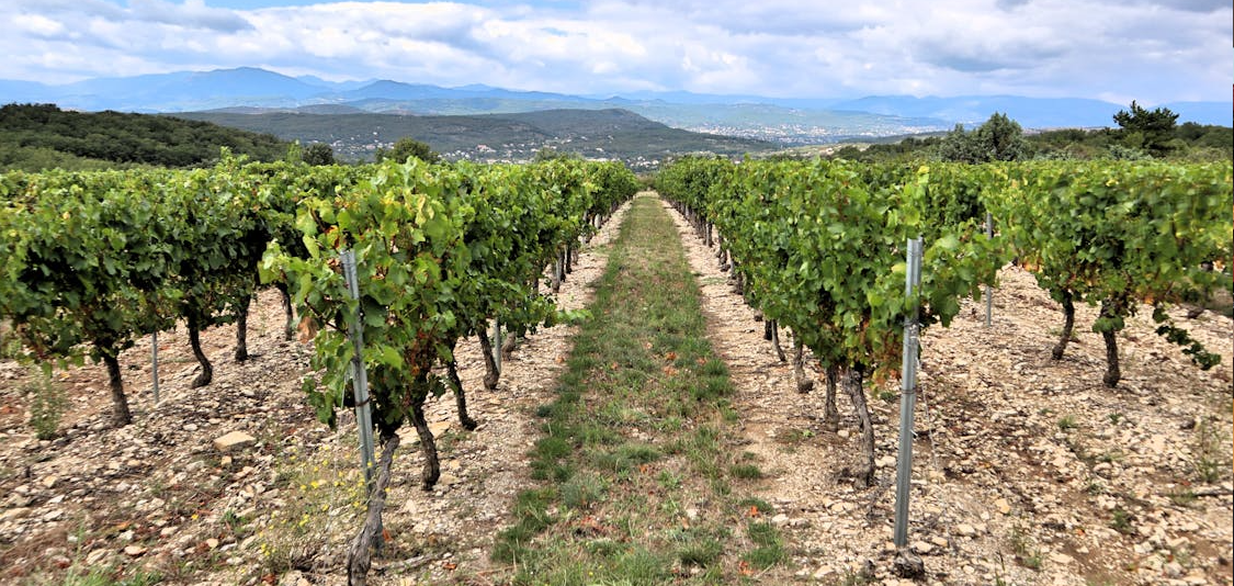 vino naturale e vino biologico vendite in italia