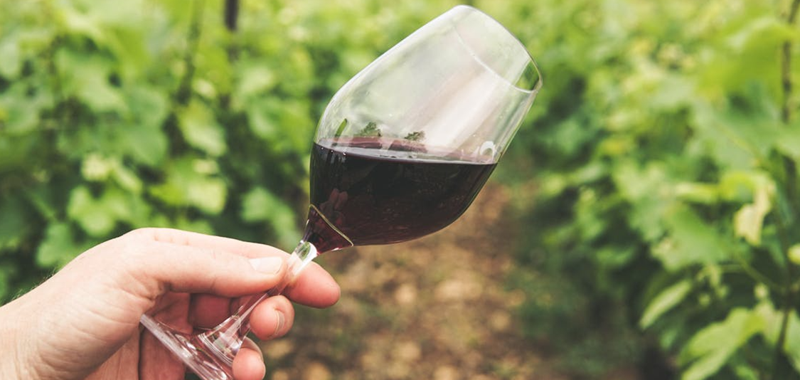 vino naturale in italia e vino biologico